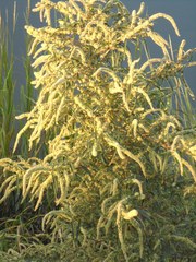 Amaranthus cannabinus