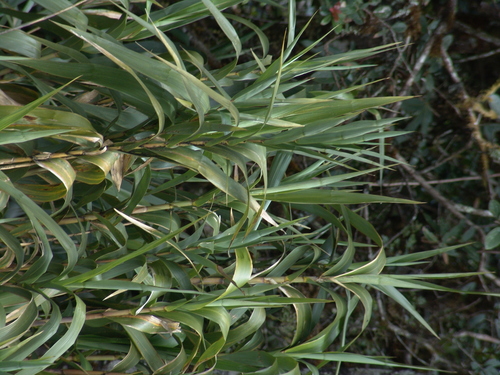 Chusquea fimbriligulata