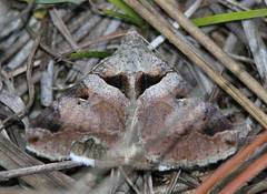 Melipotis florida