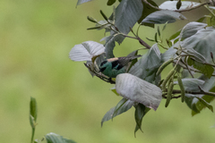 Tangara labradorides