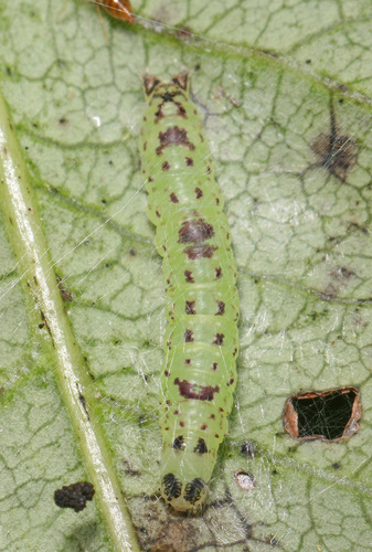 Small Necklace Moth