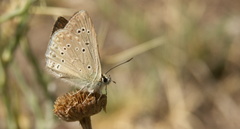 Polyommatus admetus