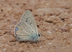 Polyommatus wagneri