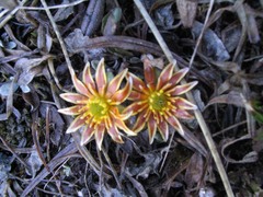 Oxygraphis polypetala