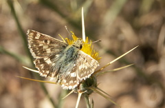 Muschampia proteides