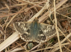 Muschampia proteides