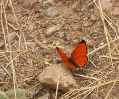 Lycaena thetis