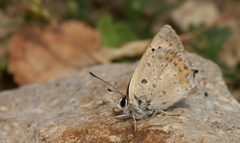 Lycaena thetis