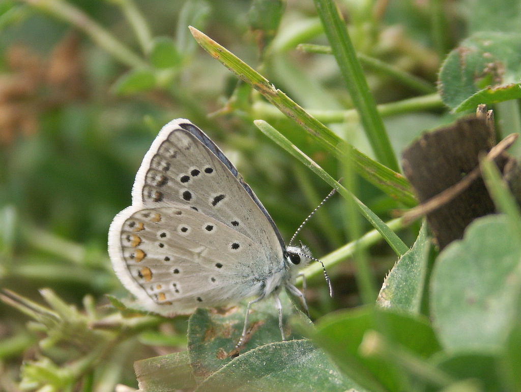 Small Anatolian Blue