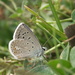 Small Anatolian Blue - Photo (c) Chris van Swaay, some rights reserved (CC BY-NC), uploaded by Chris van Swaay