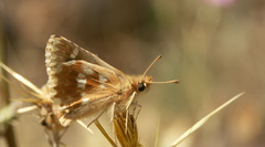 Muschampia proteides