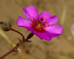 Cistanthe grandiflora