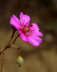 Cistanthe grandiflora