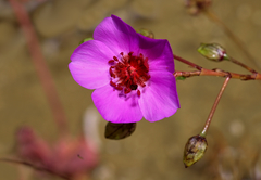 Cistanthe grandiflora