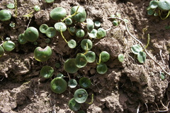 Peperomia polycephala