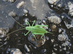 Poecilimon intermedius