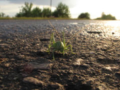 Poecilimon intermedius