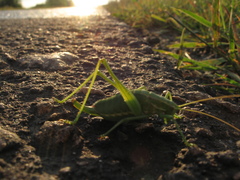 Poecilimon intermedius