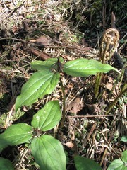 Trillium govanianum