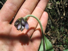 Clintonia udensis