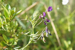 Vicia andicola