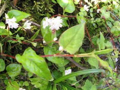Persicaria runcinata