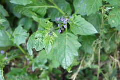 Solanum grandidentatum