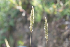 Polypogon interruptus