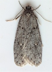 Semioscopis inornata