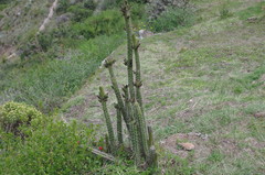 Corryocactus erectus