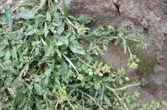 Lepidium chichicara