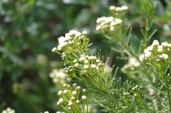 Baccharis boliviensis