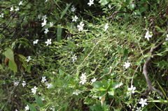 Arenaria soratensis
