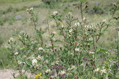Astragalus garbancillo