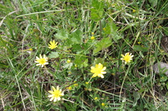 Ranunculus praemorsus