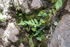 Pleopeltis pycnocarpa