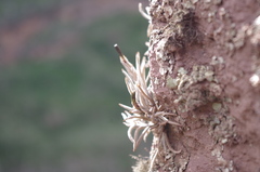 Tillandsia capillaris