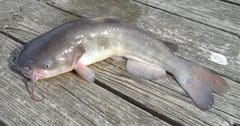 Ameiurus catus