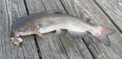 Ameiurus catus