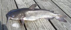 Ameiurus catus