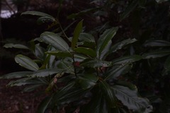Magnolia grandiflora