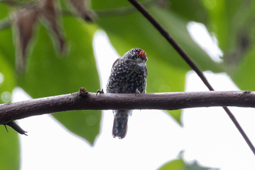 Speckle-chested Piculet
