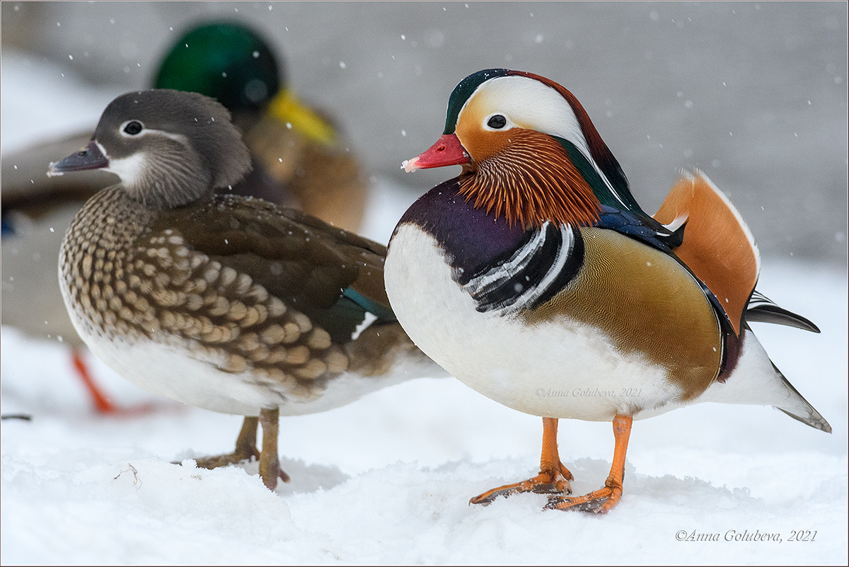 Mandarin Duck Juvenile Pair