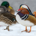 Wood and Mandarin Ducks - Photo (c) Анна Голубева, some rights reserved (CC BY-NC-ND), uploaded by Анна Голубева