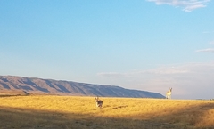 Antilocapra americana