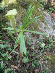 Arisaema erubescens