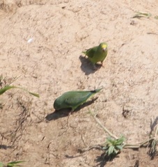 Brotogeris sanctithomae