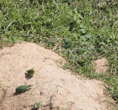 Brotogeris sanctithomae