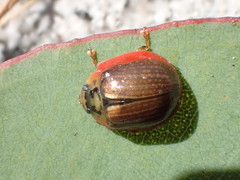 Paropsisterna agricola