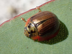 Paropsisterna agricola
